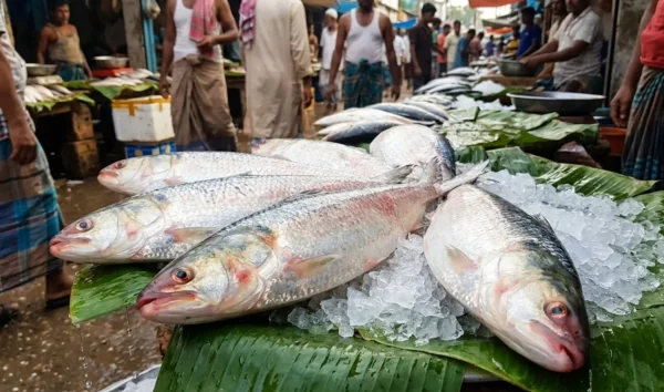 Hilsa fish